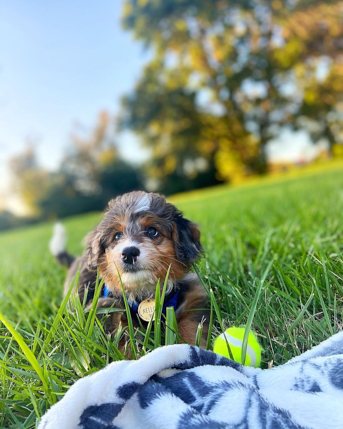 small mini bernedoodle puppy in grass